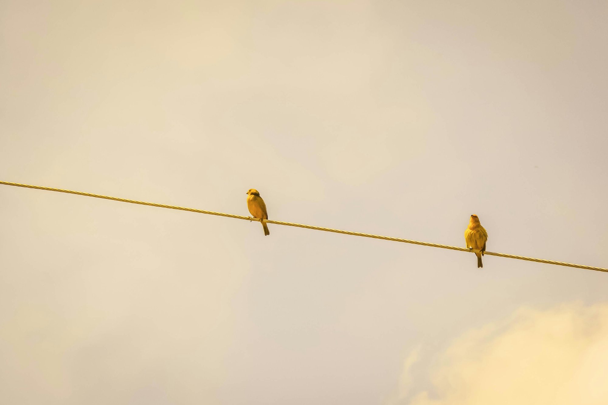 Two small birds on a wire against a warm golden sky, calm presence in an ordinary setting