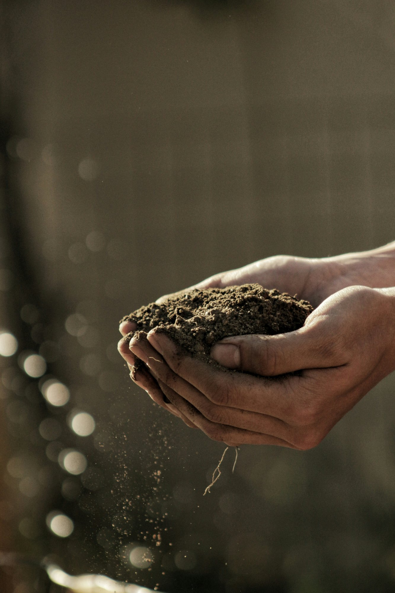 Hands holding dark soil, feeling the earth as a grounding practice