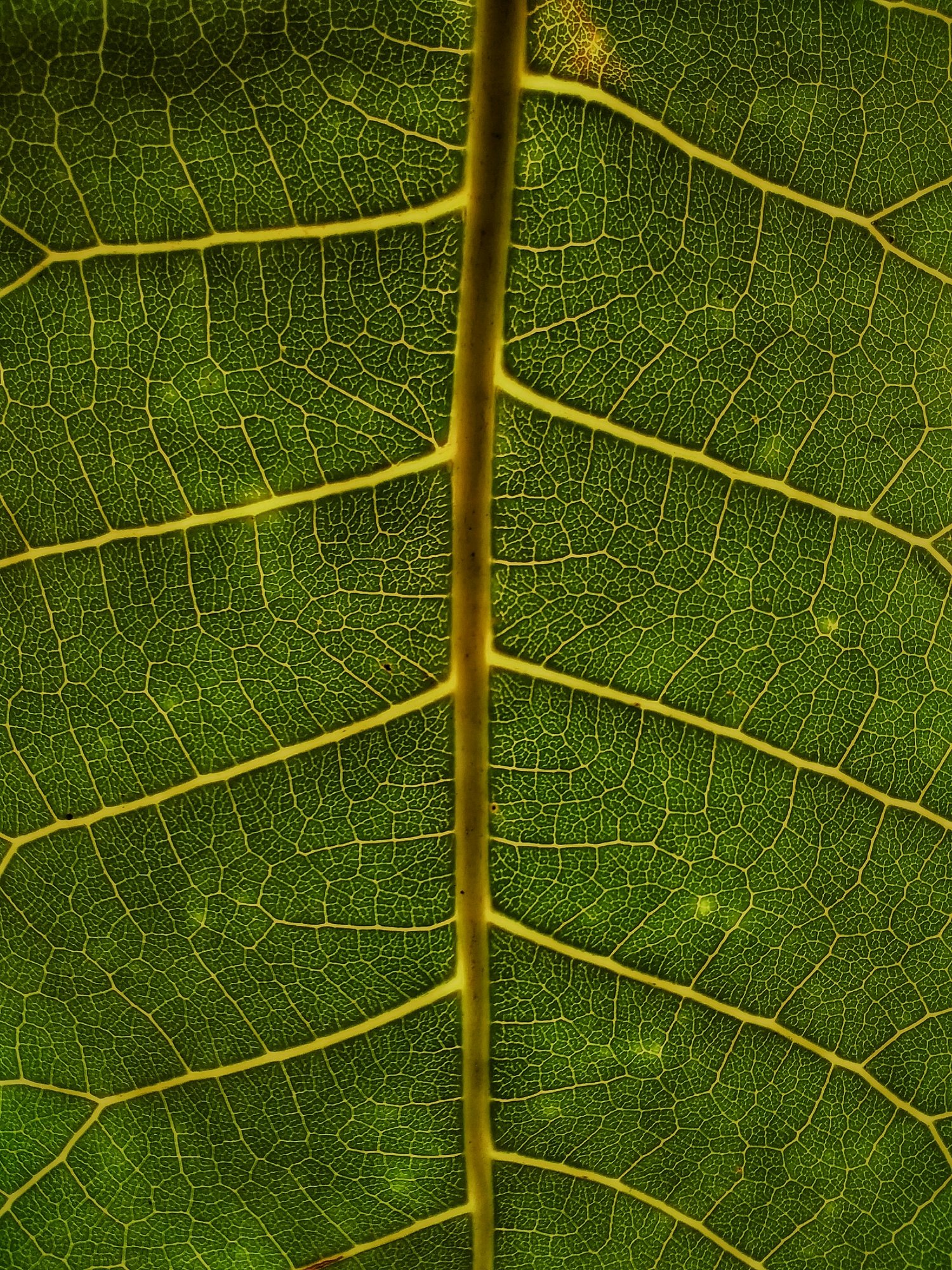 Close-up of a green leaf showing its branching vein network, resembling the vagus nerve branching through the body