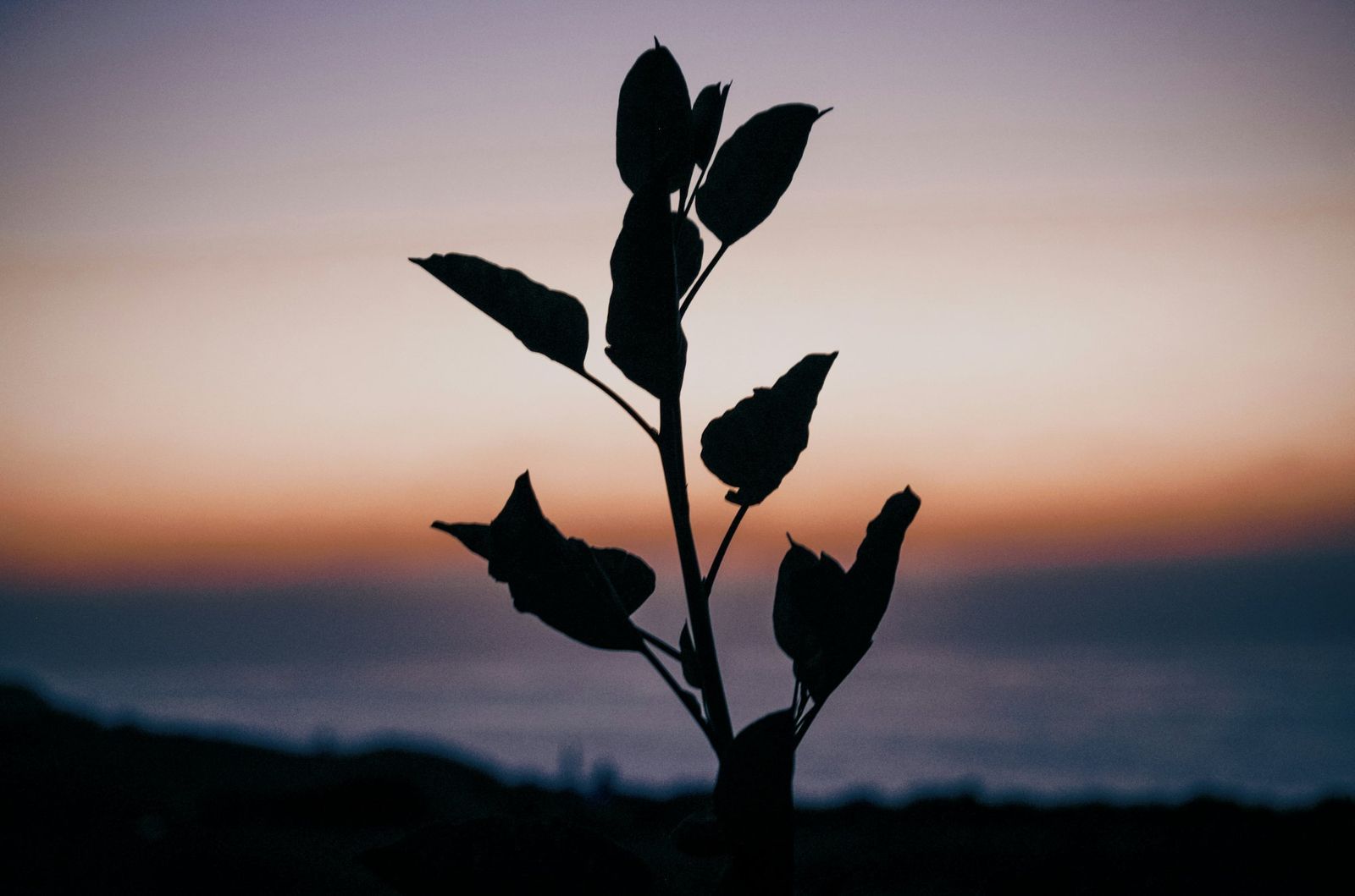 Silhouette of a plant against a soft sunset sky, stillness and patience in nature